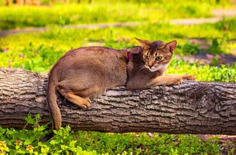 Abyssinian cat sitting on a tree log in the sun Stock Photos