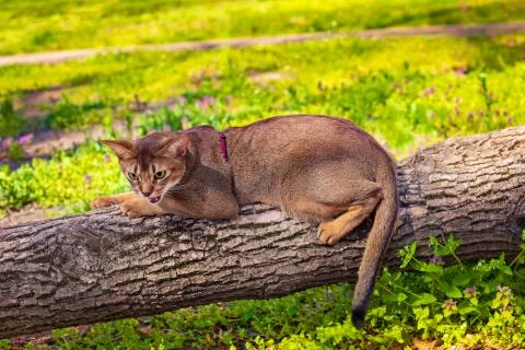 Abyssinian cat sitting on a tree log in the sun Stock Photos