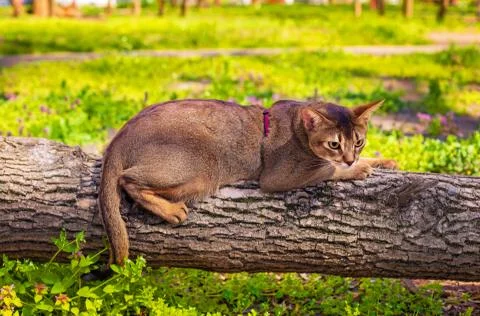 Abyssinian cat sitting on a tree log in the sun Stock Photos