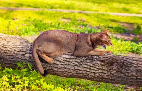 Abyssinian cat sitting on a tree log in the sun Stock Photos