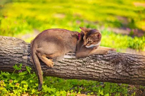 Abyssinian cat sitting on a tree log in the sun Stock Photos