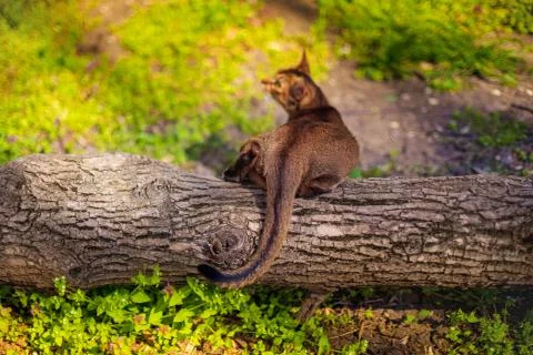 Abyssinian cat sitting on a tree log in the sun Stock Photos