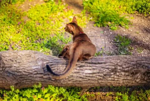 Abyssinian cat sitting on a tree log in the sun Stock Photos
