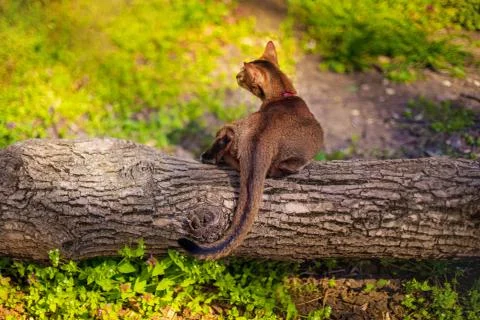 Abyssinian cat sitting on a tree log in the sun Stock Photos