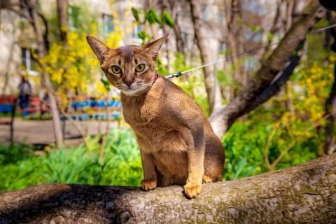 Abyssinian cat sitting on a tree in the sun Stock Photos