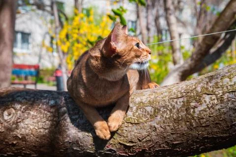 Abyssinian cat sitting on a tree in the sun Stock Photos