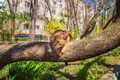 Abyssinian cat sitting on a tree in the sun Stock Photos