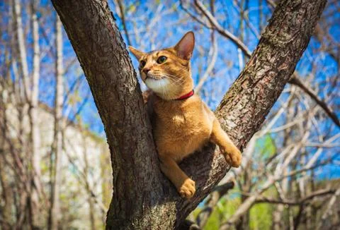 Abyssinian cat sitting on a tree in the sun Stock Photos
