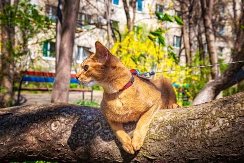 Abyssinian cat sitting on a tree in the sun Stock-Fotos