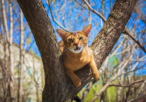 Abyssinian cat sitting on a tree in the sun Stock Photos