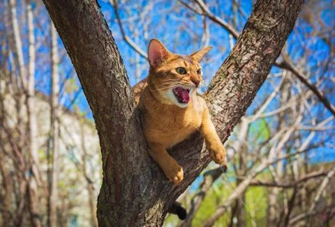 Abyssinian cat sitting on a tree in the sun Stock Photos