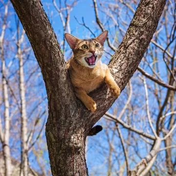 Abyssinian cat sitting on a tree in the sun Stock Photos