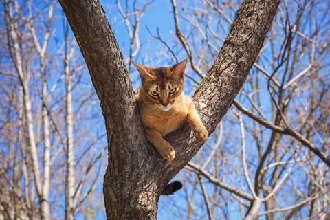 Abyssinian cat sitting on a tree in the sun Stock Photos