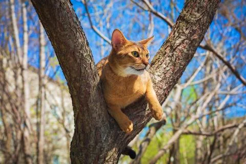 Abyssinian cat sitting on a tree in the sun Stock Photos