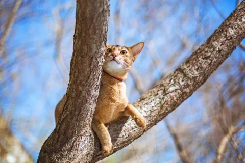 Abyssinian cat sitting on a tree in the sun Stock Photos