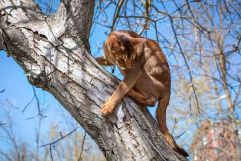 Abyssinian cat sitting on a tree in the sun Stock Photos