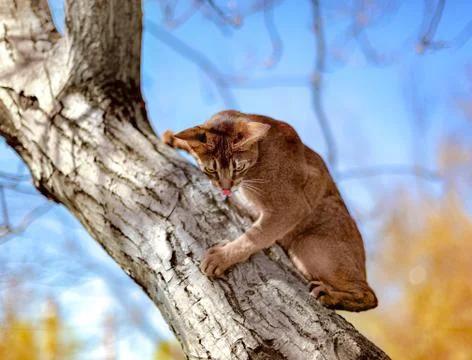 Abyssinian cat sitting on a tree in the sun Stock Photos