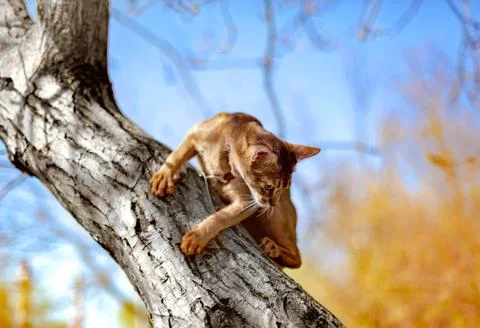 Abyssinian cat sitting on a tree in the sun Stock Photos