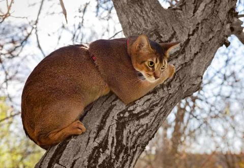 Abyssinian cat sitting on a tree in the sun Stock Photos