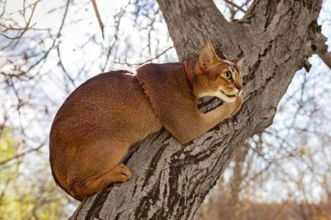 Abyssinian cat sitting on a tree in the sun Stock Photos