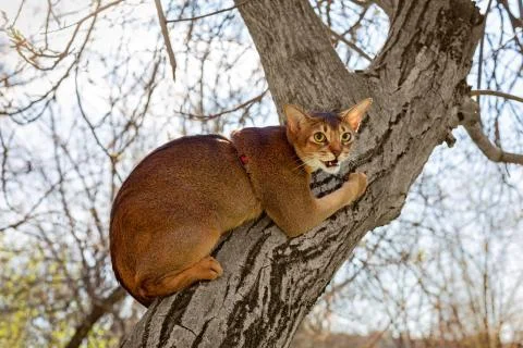 Abyssinian cat sitting on a tree in the sun Stock Photos