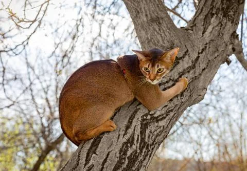 Abyssinian cat sitting on a tree in the sun Stock Photos