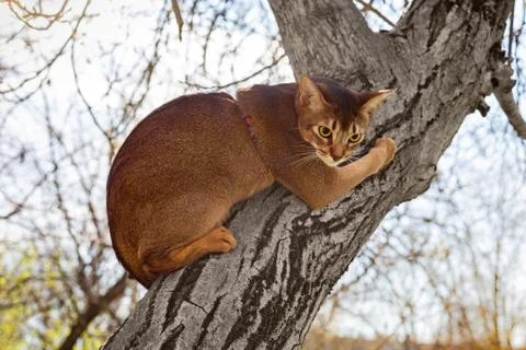 Abyssinian cat sitting on a tree in the sun Stock Photos
