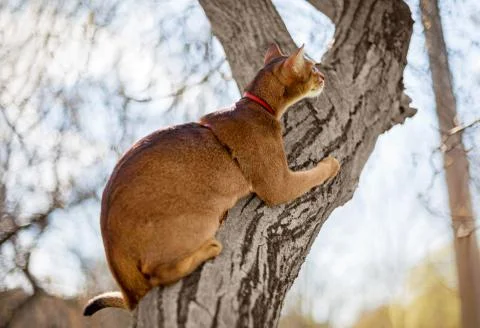 Abyssinian cat sitting on a tree in the sun Stock Photos