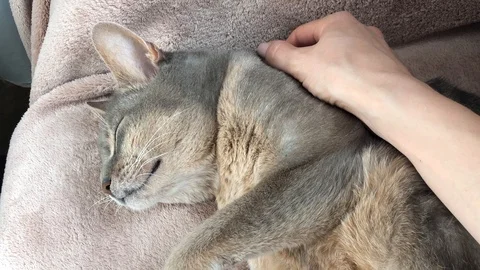Abyssinian cat sleeping and being stroked Stock Footage 90001059