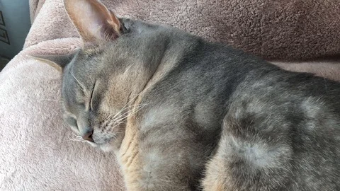 Abyssinian cat sleeping Stock Footage 90001316