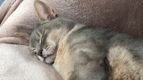 Abyssinian cat sleeping Stock Footage 90001377