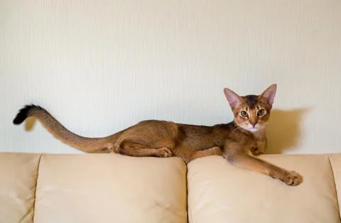 Abyssinian cat on the sofa leather Stock Photos
