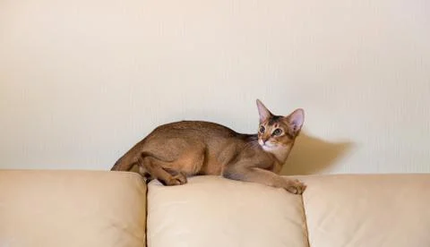Abyssinian cat on the sofa leather Stock Photos