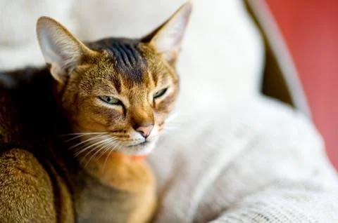 Abyssinian cat squinting at the camera 库存照片
