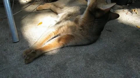 Abyssinian Cat in the Sun Video stock 10949423