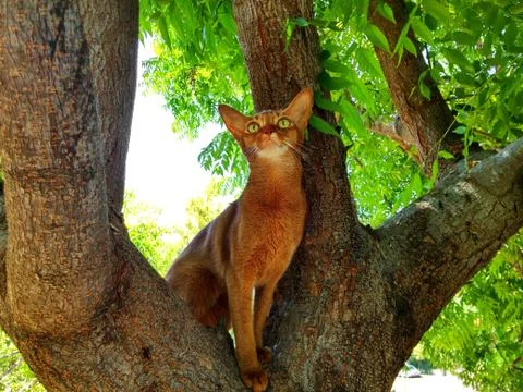 Abyssinian cat on a tree Stock Photos