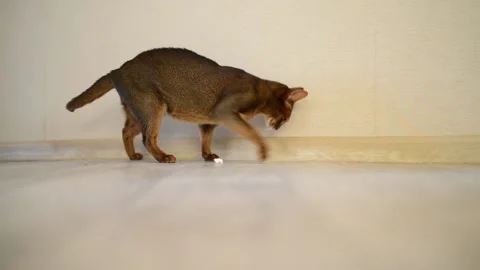 Abyssinian cat is trying to bury a piece of meat on the floor in the house. Stock Footage 154581673