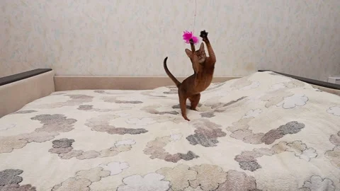 Abyssinian cat trying to catch a toy. 8x slow motion video footage Stock Footage 297404676