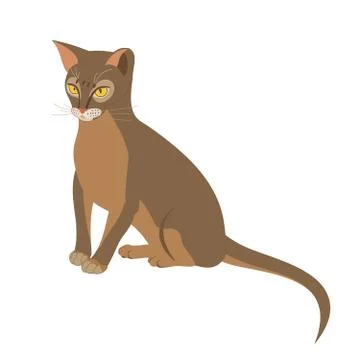Abyssinian cat vector isolated illustration. Close up portrait of sitting blu Stock Illustration