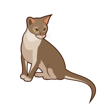 Abyssinian cat vector isolated illustration. Close up portrait of sitting blu Stock Illustration