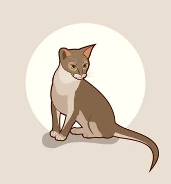 Abyssinian cat vector isolated illustration. Close up portrait of sitting blu Stock Illustration