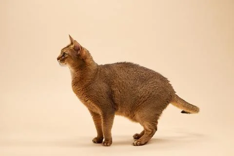 Abyssinian cat walking in studio Stock Photos