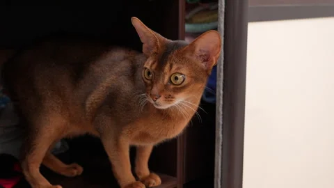 Abyssinian cat in wardrobe. 4x slow motion Stock Footage 297406928