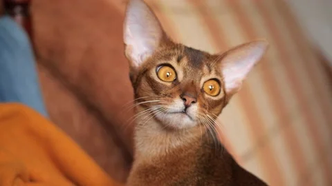 Abyssinian cat is watching. Abyssinian cat portrait Stock-Footage 168947051