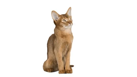 Abyssinian cat on a white background Stock Footage 270058205