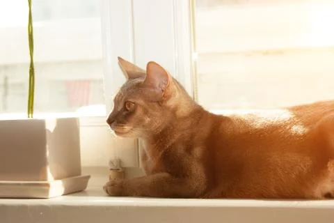 Abyssinian cat at window. Close up portrait of blue abyssinian female cat, si Fotos de archivo
