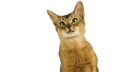 Abyssinian Domestic Cat, Portrait of Adult against White Background, Real Time Stock Footage