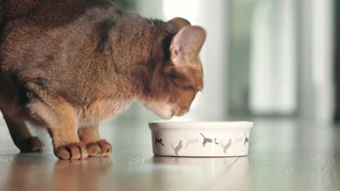 Abyssinian ginger cat have lunch with dry granules Stock-Footage 209358880