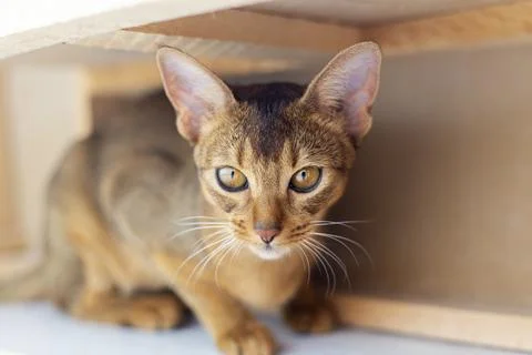 Abyssinian ginger Cat with head tilted indoors. Cat is looking at camera an.. Stock Photos