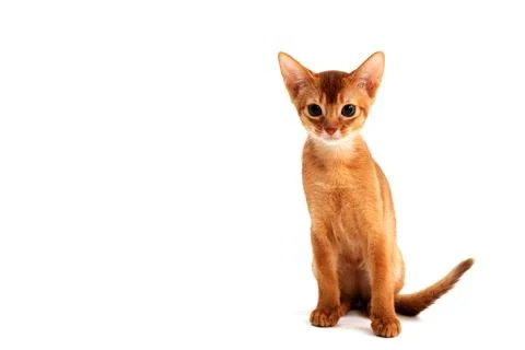 Abyssinian ginger cat sits on a white background Stock Photos